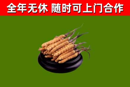 明山区回收散虫草